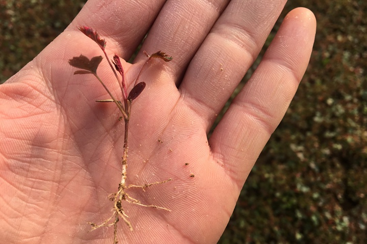 蔷薇种子播种育苗经验分享