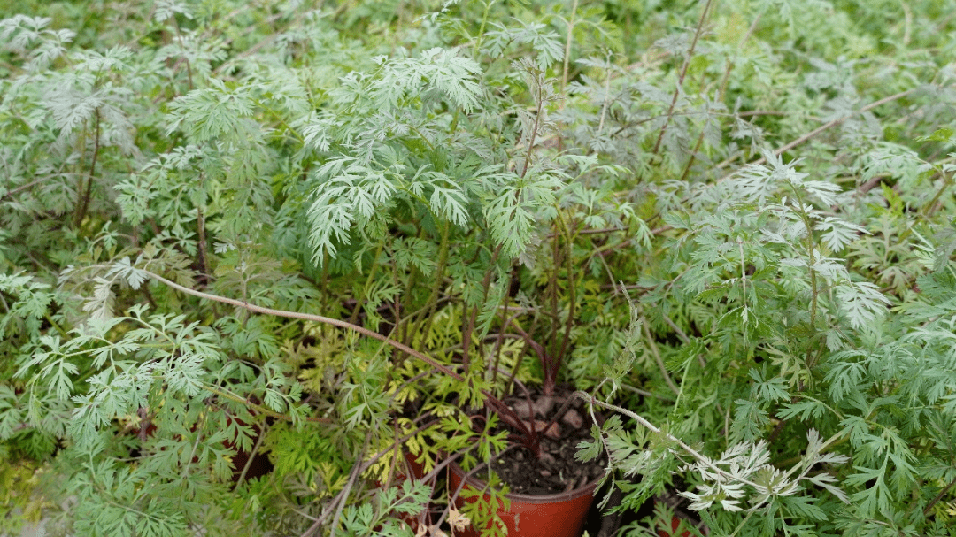 花园里既好看又好吃的一些植物