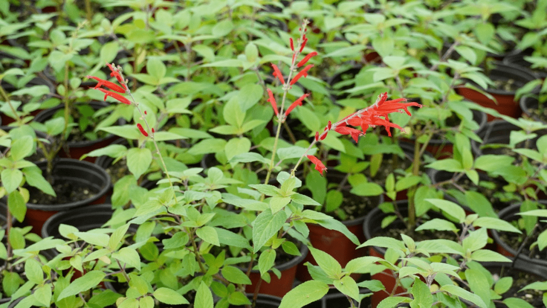 花园里既好看又好吃的一些植物