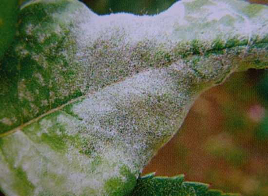 月季白粉病怎么防治，早春发芽前喷波美3～4度石硫合剂，可消灭芽鳞内越冬的病菌方法分享