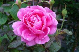 月季花为什么会被称为“花中皇后”