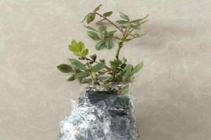 月季小苗种植新手攻略