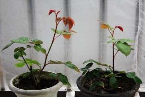 月季小苗北方怎样过冬