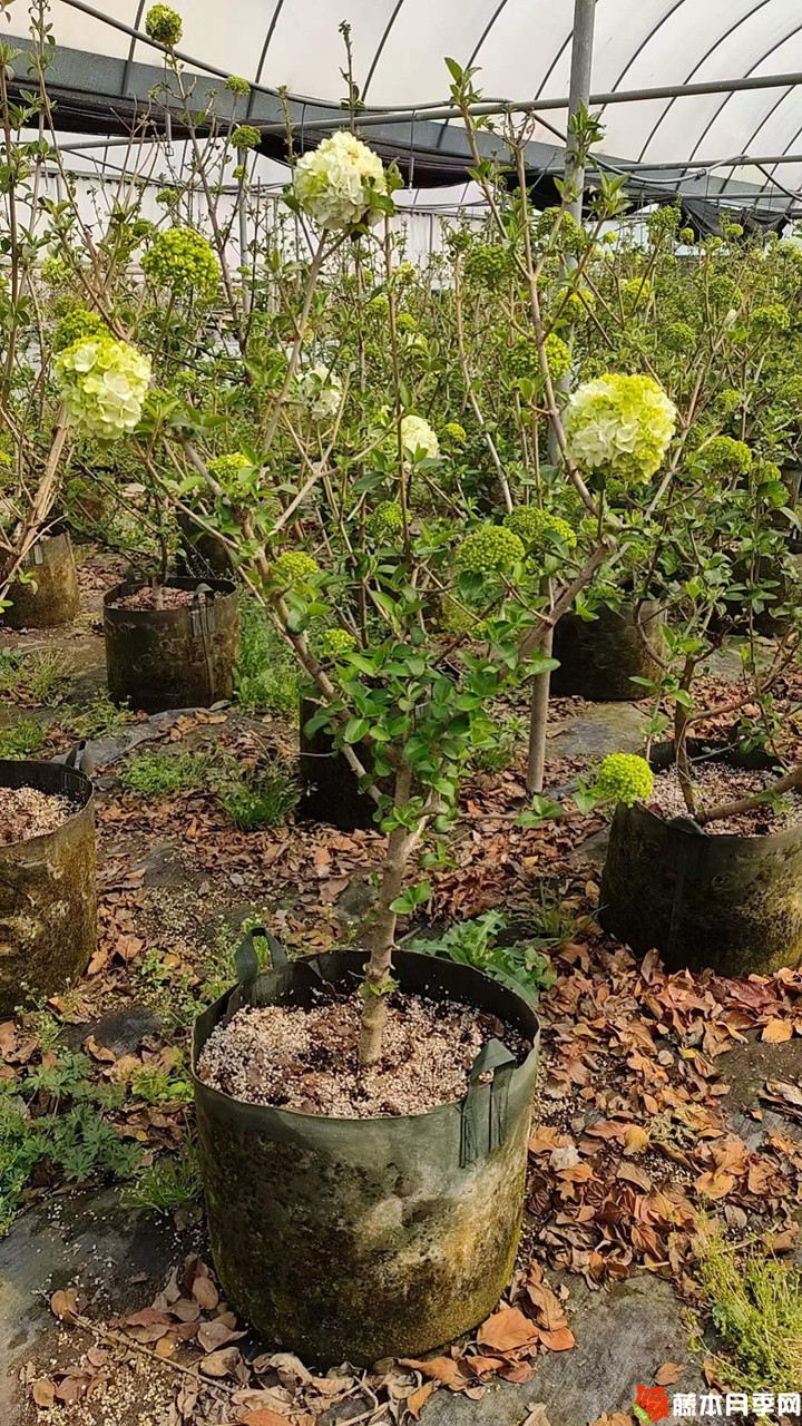 中华木绣球美植袋苗带花苞花货