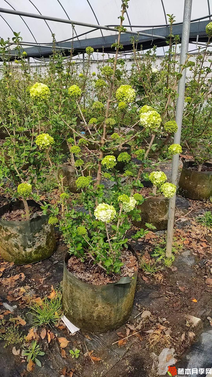 中华木绣球美植袋苗带花苞花货