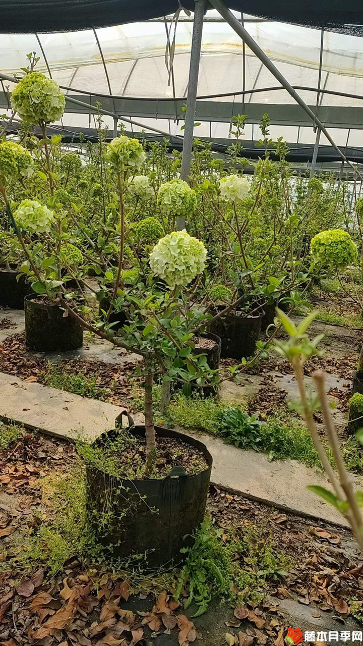 中华木绣球美植袋苗带花苞花货