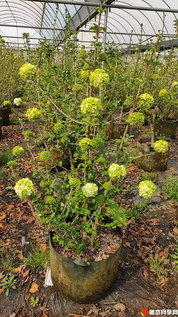 中华木绣球美植袋苗带花苞花货