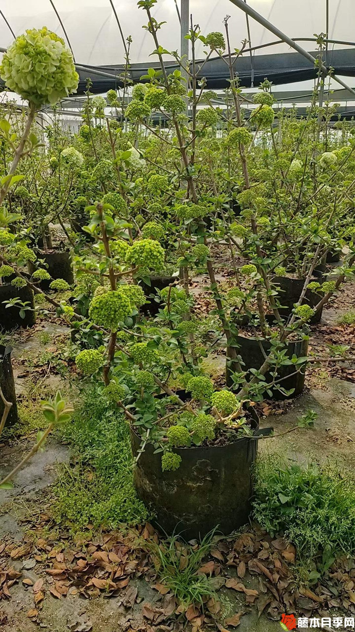 中华木绣球美植袋苗带花苞花货