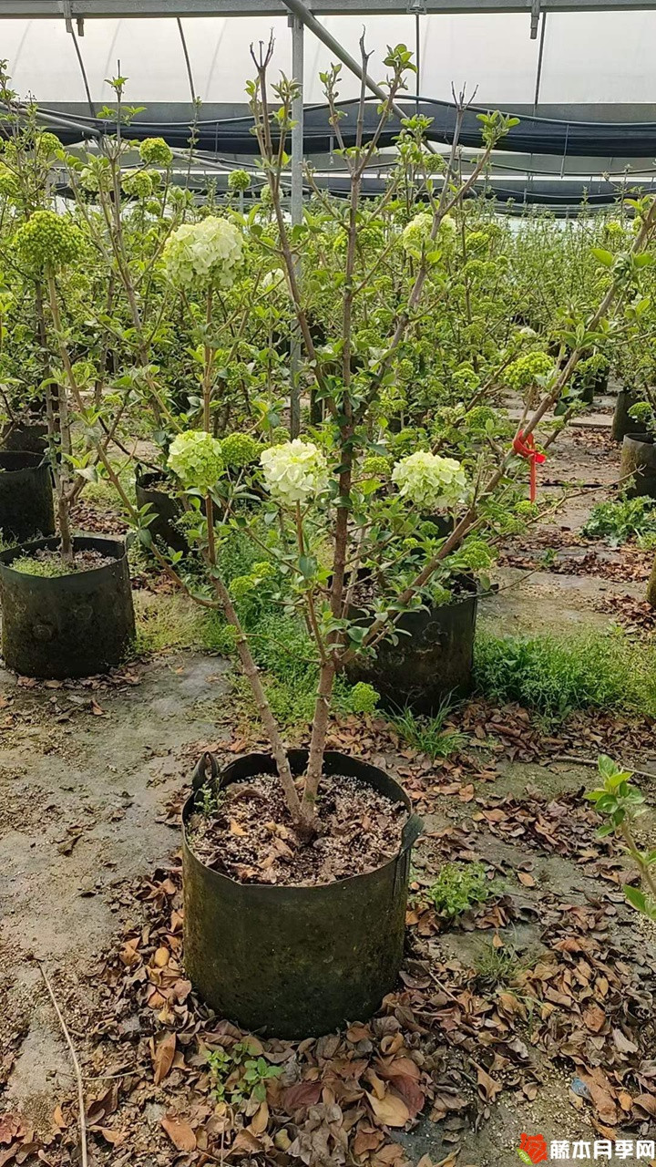 中华木绣球美植袋苗带花苞花货