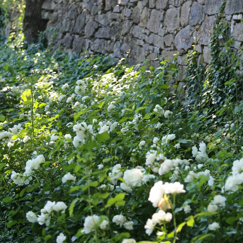 香草马卡龙