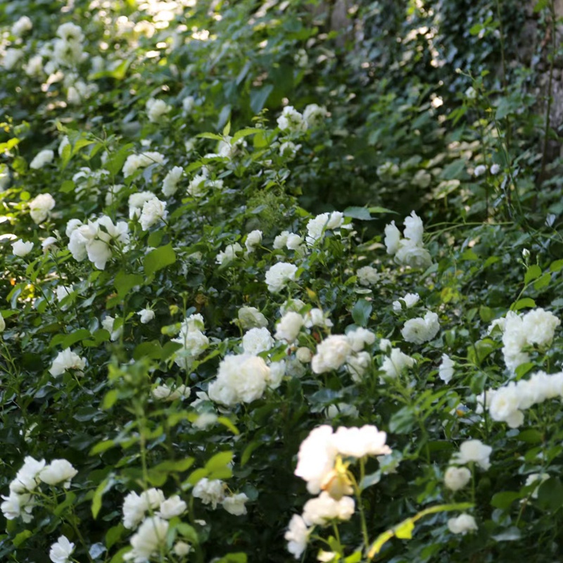 香草马卡龙