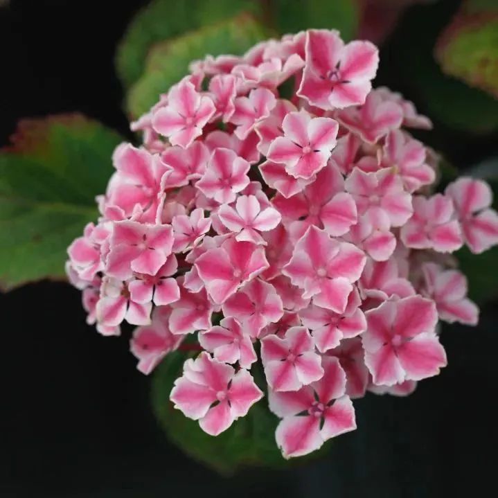 1686271189640550.jpg 1.jpg