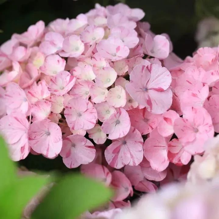 1686271196515319.jpg 2.jpg