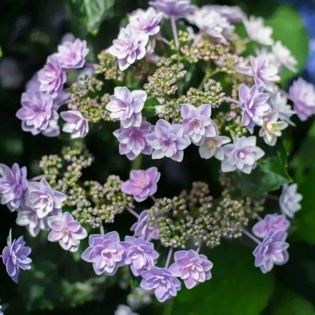 1686271204974680.jpg 3.jpg