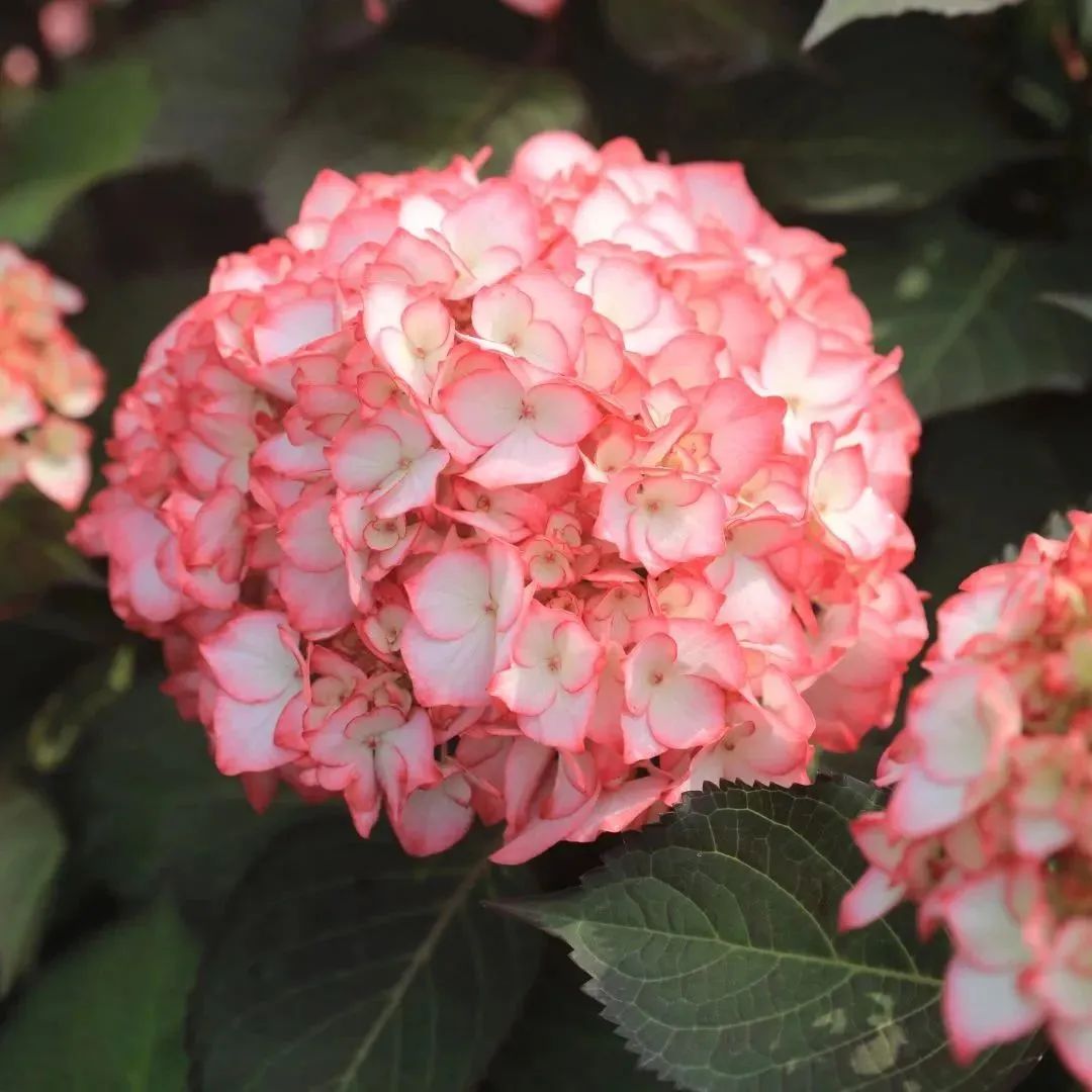 1686271303181859.jpg 1.jpg