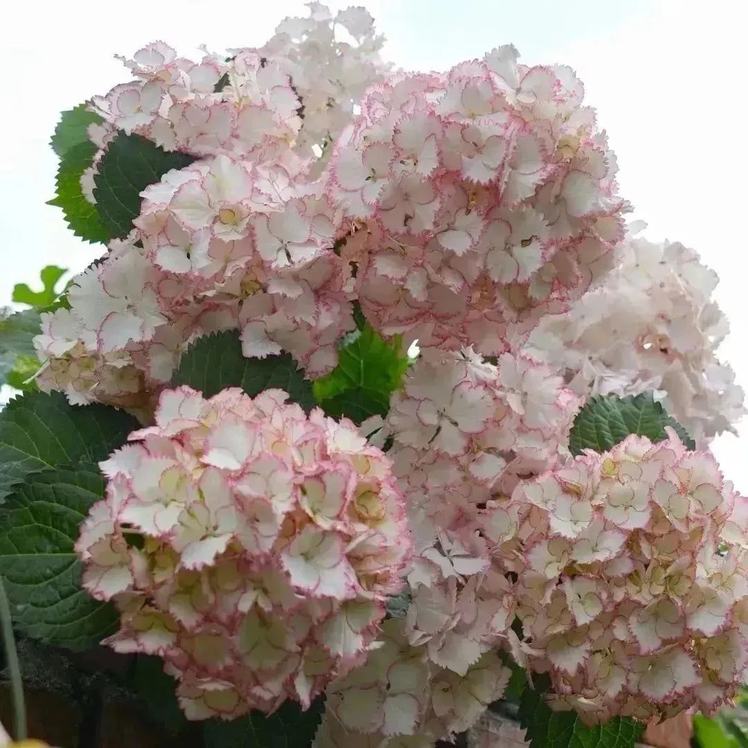 1686271312561871.jpg 2.jpg