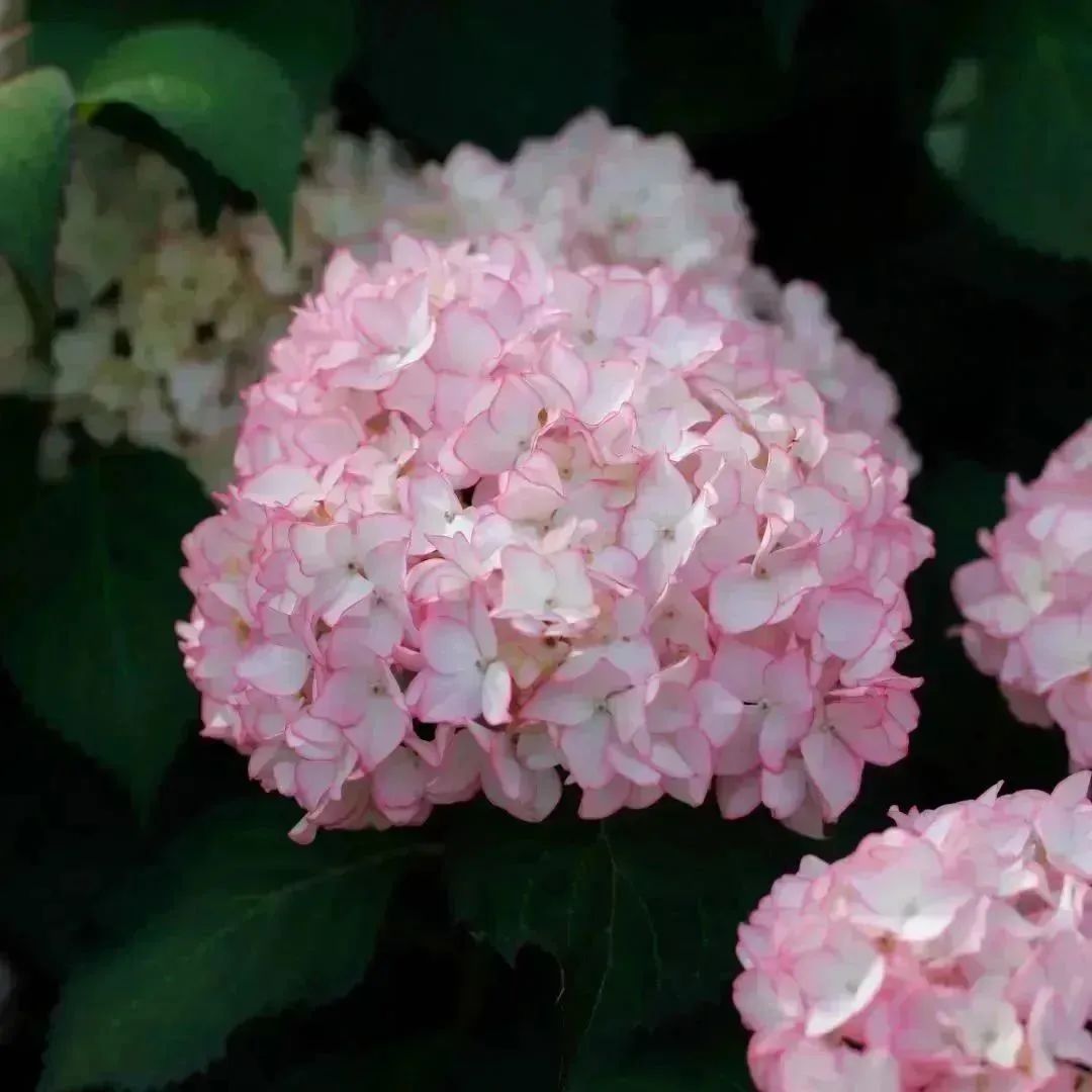 1686271337527781.jpg 4.jpg