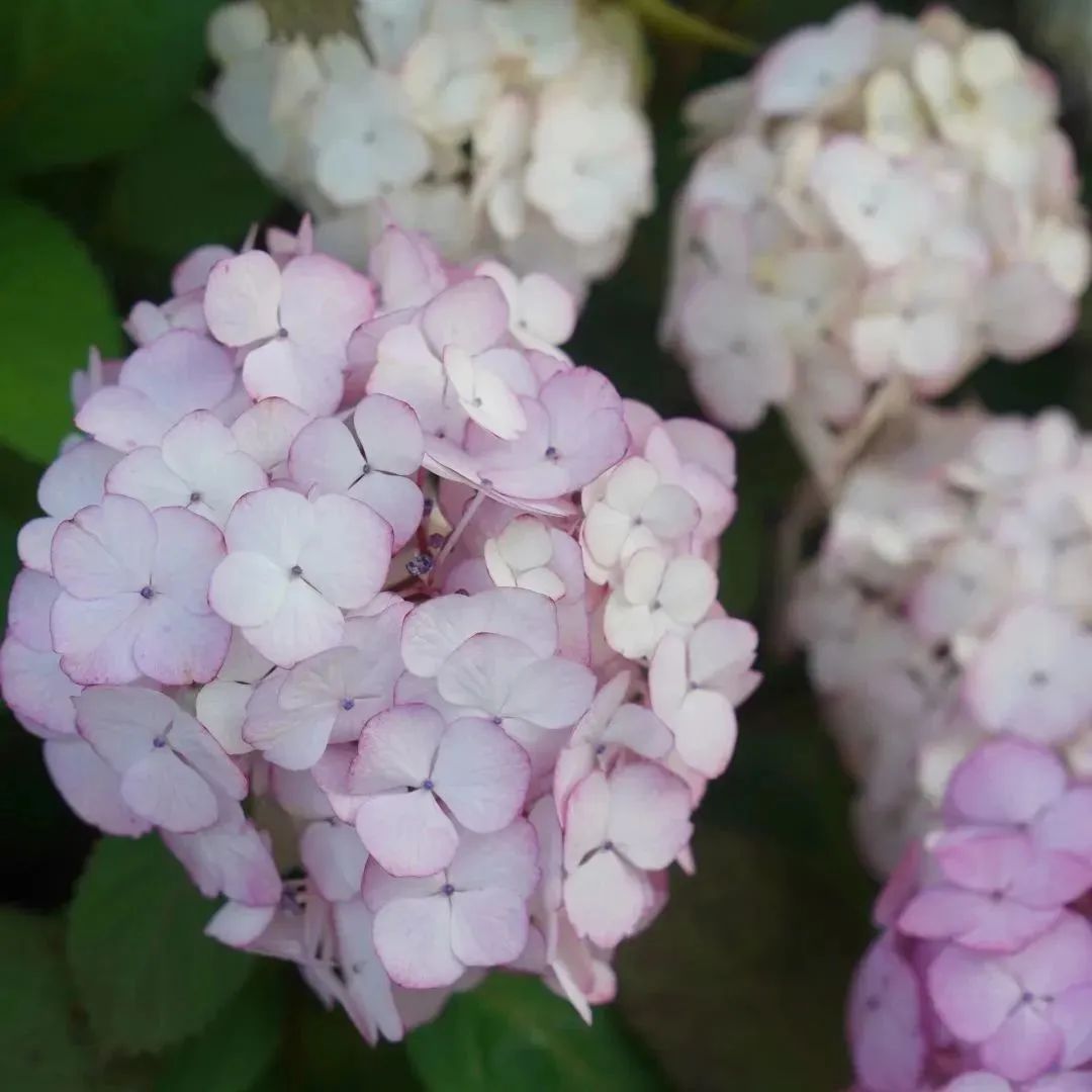 1686271344897059.jpg 5.jpg