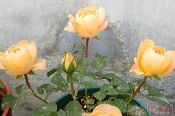 果汁阳台月季——一款非常适合在阳台种植的花卉