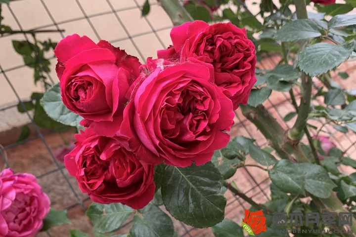 玫瑰花有几种颜色