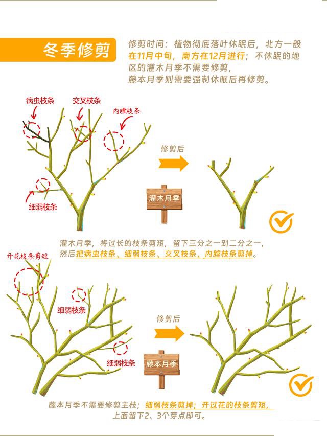 月季花修剪方法（详细图解）