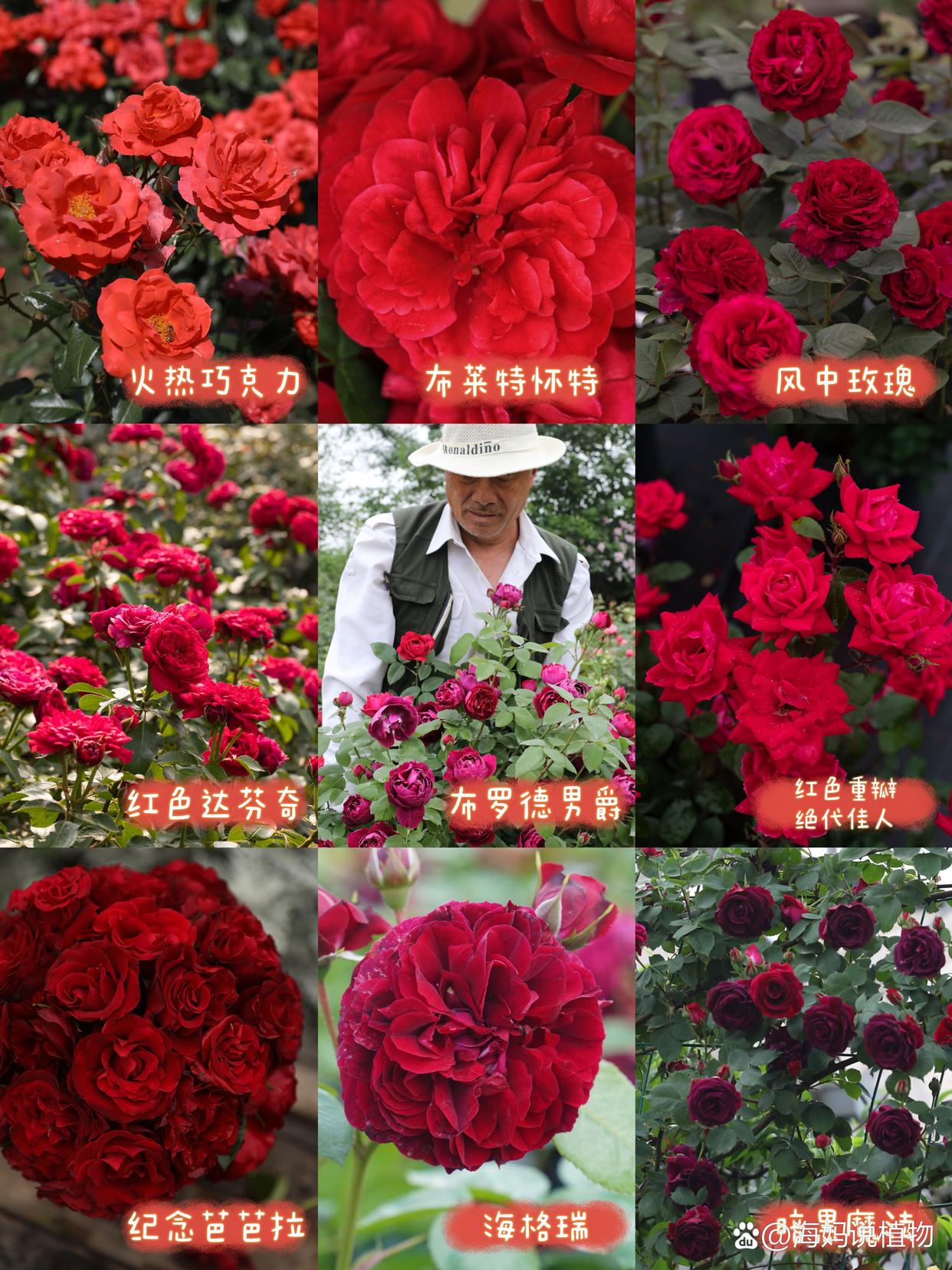 红色月季品种大全
