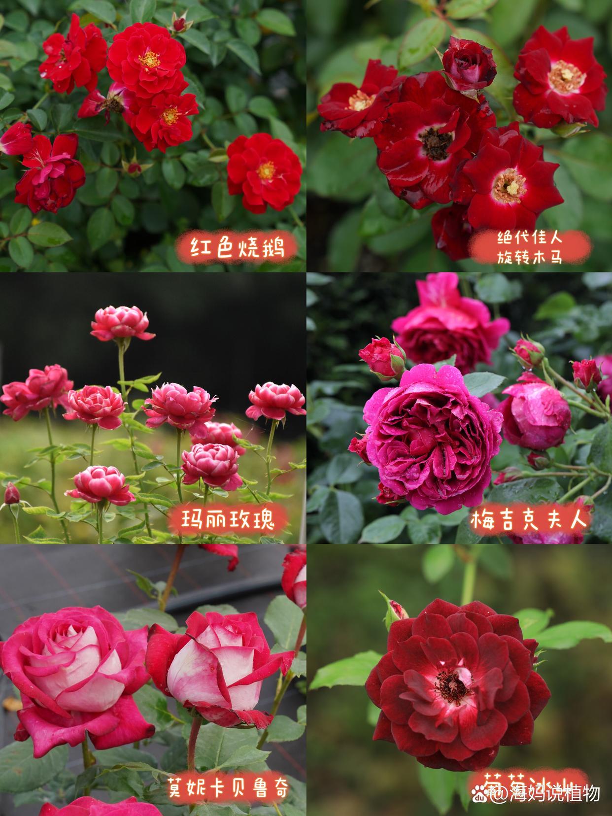 红色月季品种大全