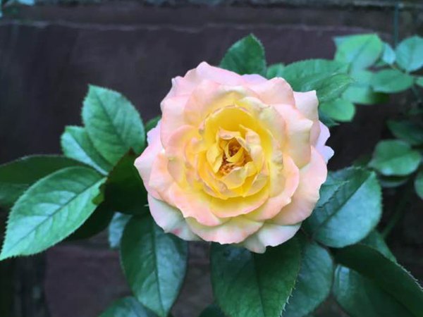光谱月季和藤彩虹月季区别