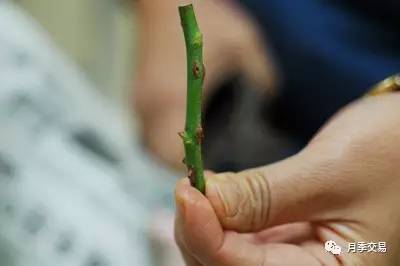 月季嫁接技术大全图解