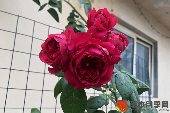 玫瑰的颜色有几种