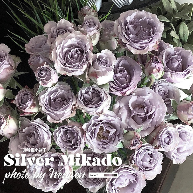 银魅Silver Mikado