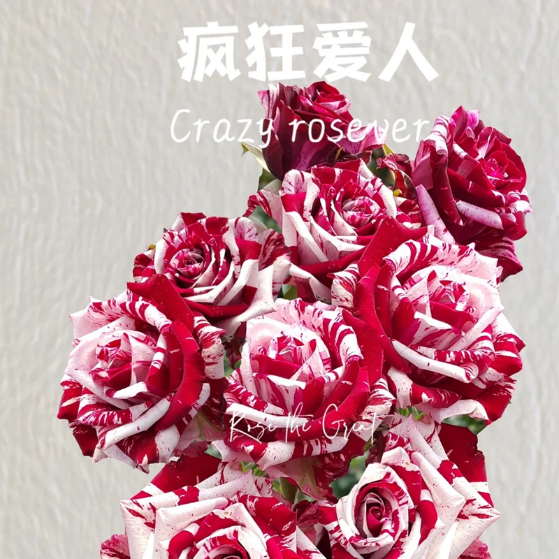 疯狂罗西娃/疯狂恋人Crazy Rosever