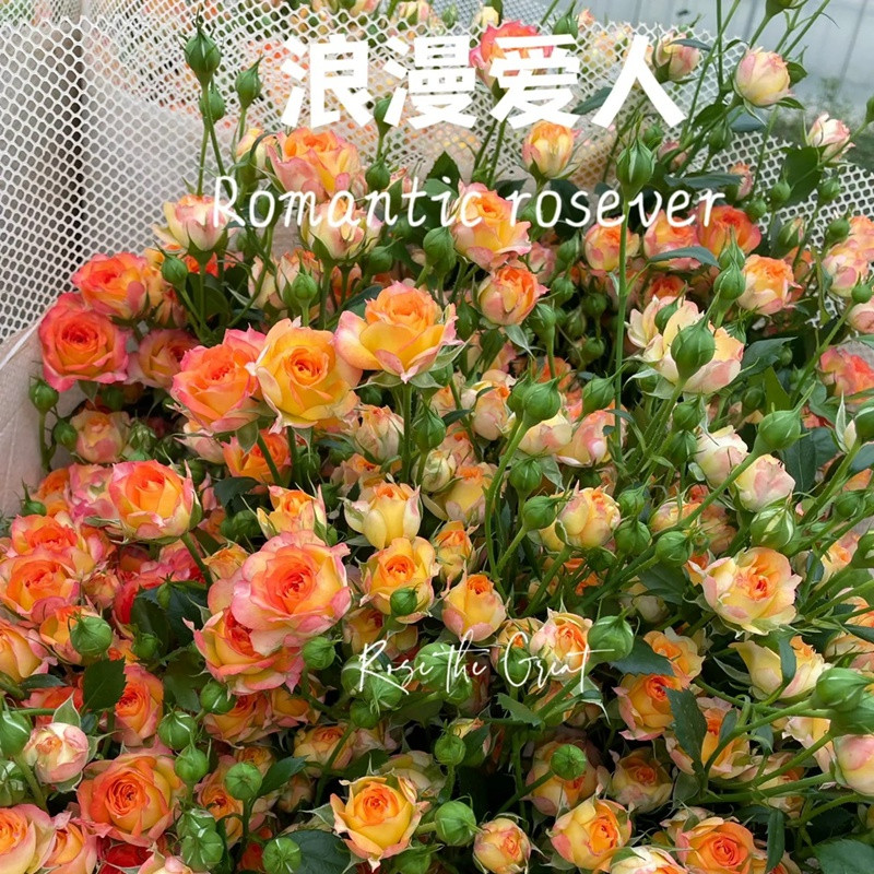 浪漫爱人Romantic Rosever