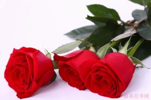 卡罗拉是最便宜的玫瑰吗？