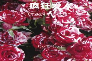 疯狂罗西娃/疯狂恋人Crazy Rosever