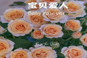 宝贝爱人 Baby Rosever