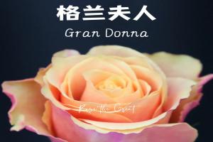 格兰夫人Gran Donna