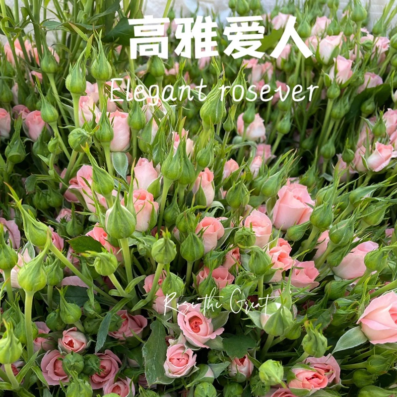 高雅爱人Elegant Rosever