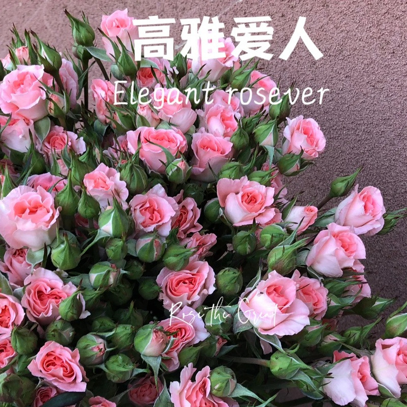 高雅爱人Elegant Rosever