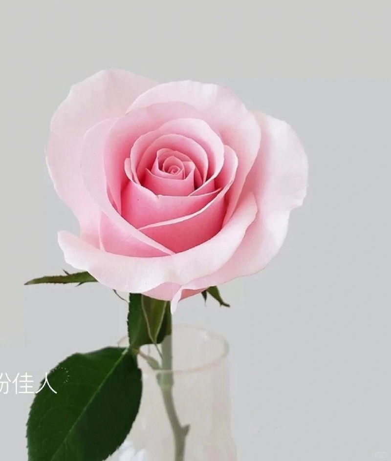 9种高颜值的切花玫瑰推荐(图鉴)