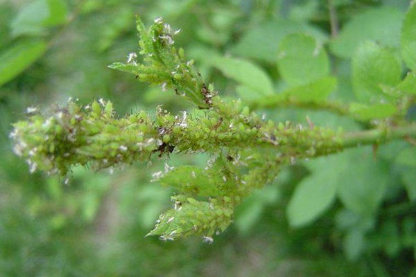 月季花长蚜虫用什么药最好