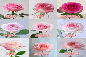 9种高颜值的切花玫瑰推荐(图鉴)