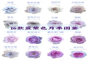 16款经典蓝紫色月季图鉴