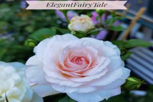 优雅童话Elegant FAIry Tale