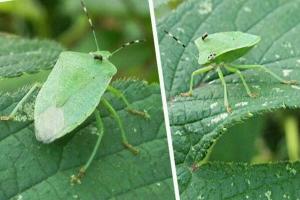 月季长绿色的虫子是什么