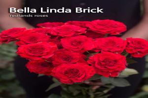 贝拉琳达·红砖Bella Linda Brick