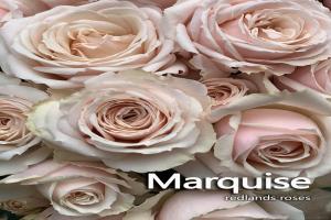 莫兰迪侯爵夫人Marquise