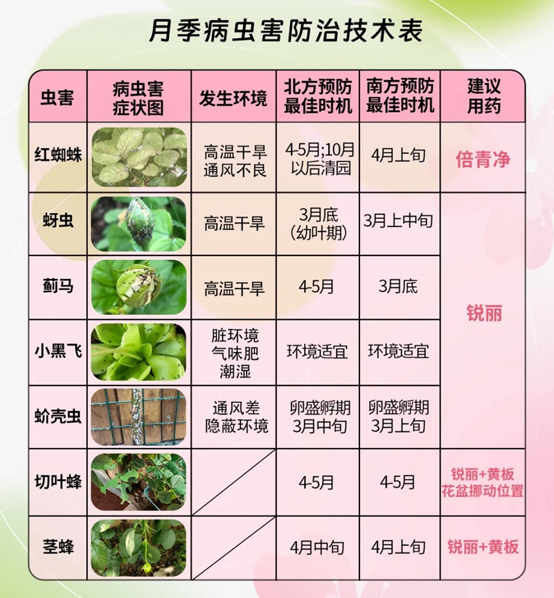 月季花长了很多虫怎么办