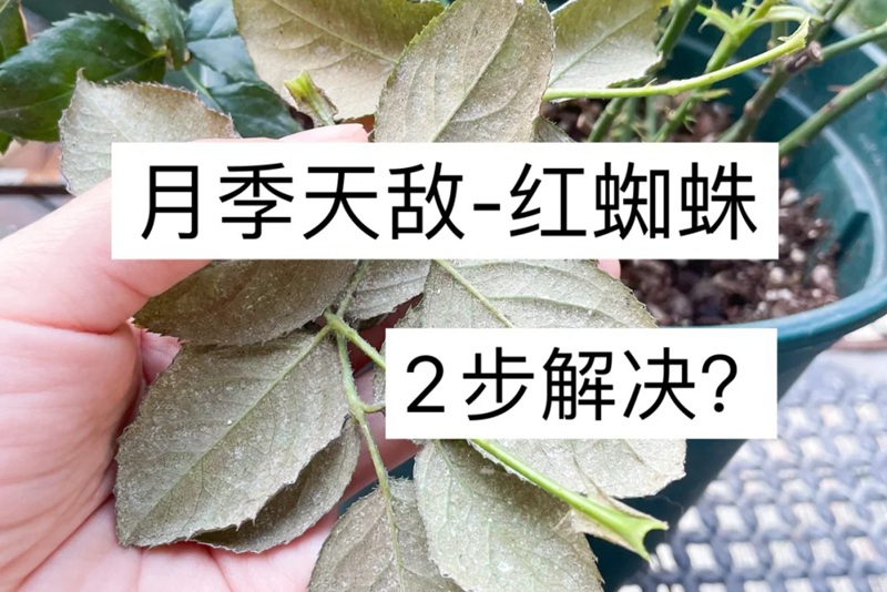 月季花起红蜘蛛怎么办