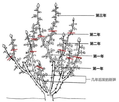 室外月季花怎样过冬修剪